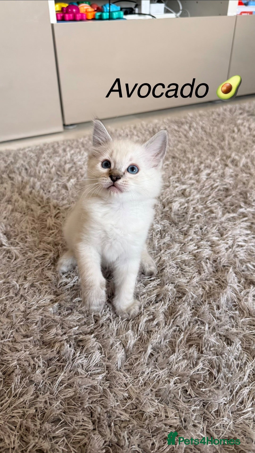 Ragdoll cats 4 Beautiful Ragdoll Boys – Ready 15th September ❤️ - Advert 4