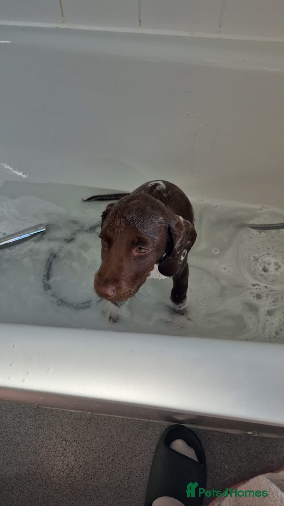 Bocker dogs for sale: 🐶 Cocker Spaniel x Beagle (Bocker) Puppy 🐶 - Image 13