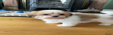Shih Tzu 2