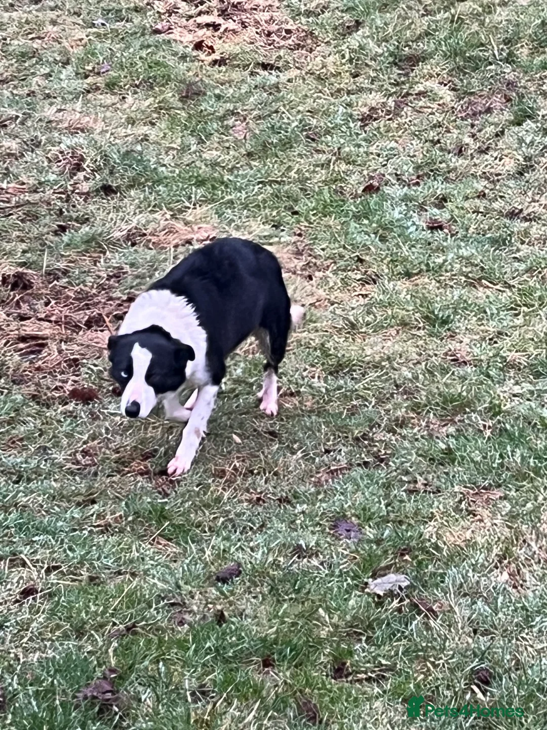 Border Collie dogs for sale: Male border collie called Dan  - Advert 2