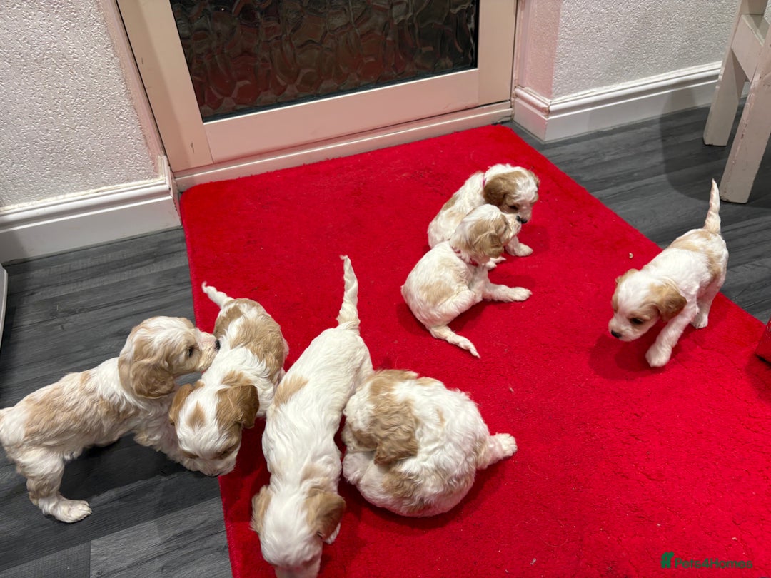 Cavapoo dogs for sale: Cavapoo  - Advert 6