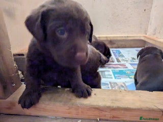 Labrador Retriever dogs for sale - Advert 1