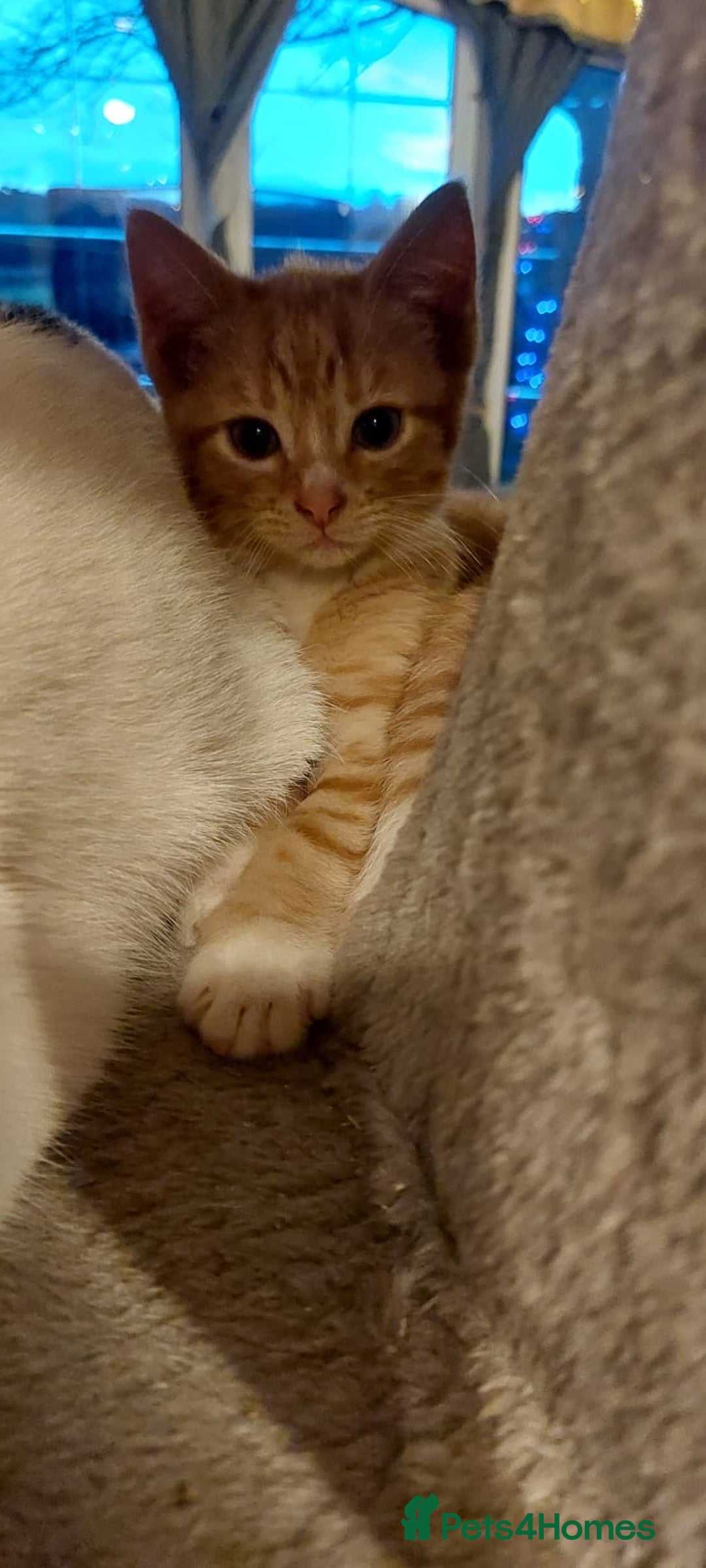 Mixed Breed cats for sale: Beautiful, lively, loving kittens  - Advert 3