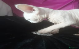 Sphynx cats for sale: Shuga Candi - Image 8