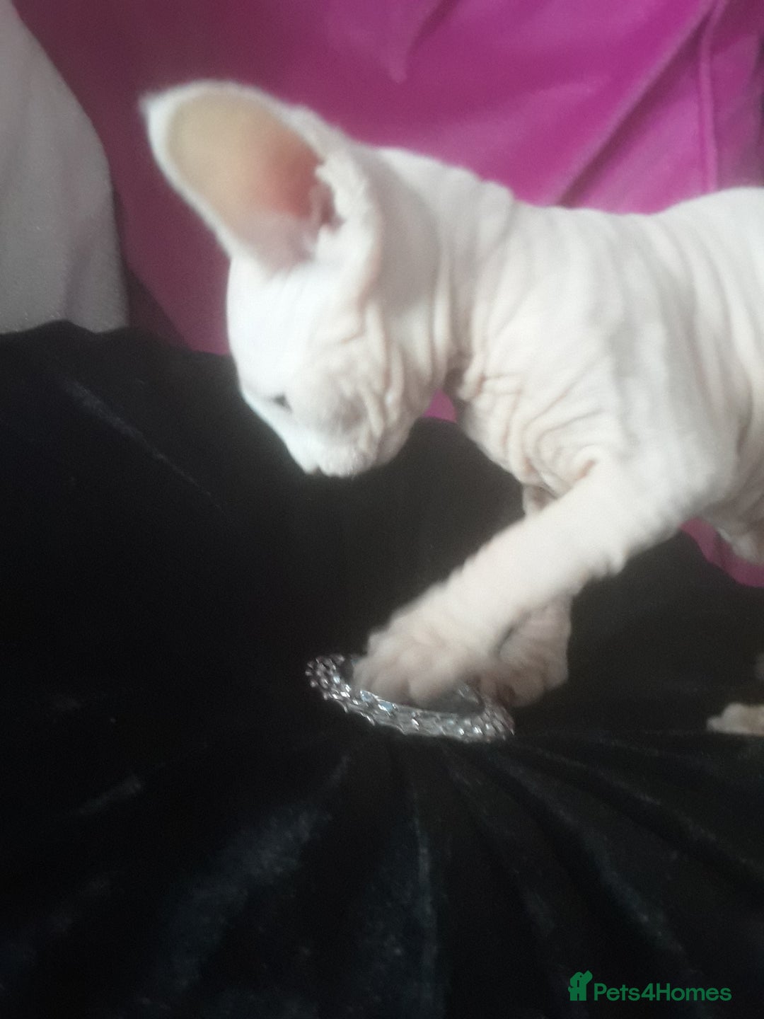 Sphynx cats for sale: Shuga Candi - Image 8
