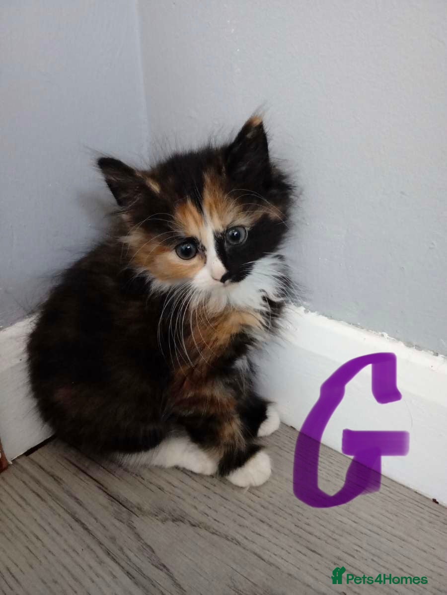 Mixed Breed cats 4 kittens ready now  - Advert 2