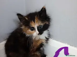 Mixed Breed cats 4 kittens ready now - Advert 2