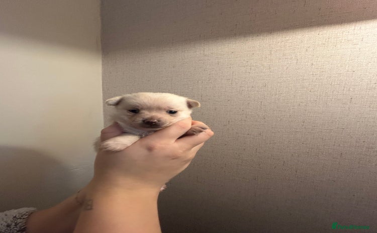 Pomchi dogs Last litter of pomchi’s - Advert 5