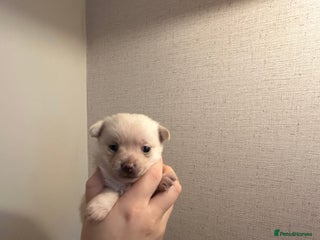 Pomchi dogs Last litter of pomchi’s - Advert 5