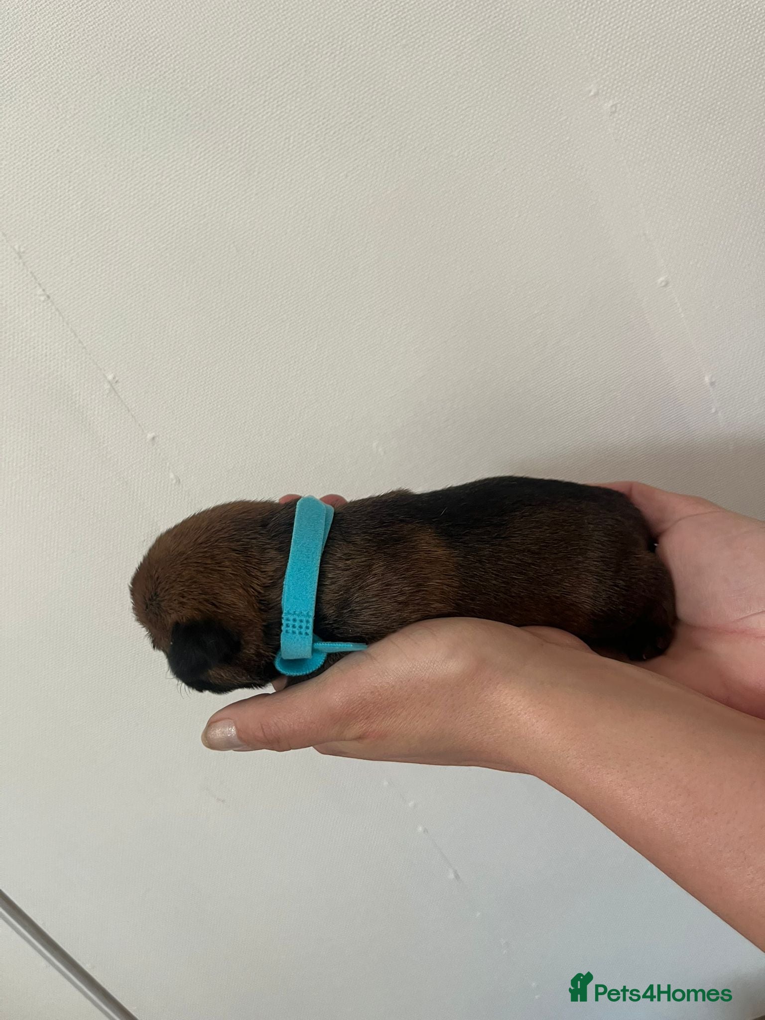 Border Terrier dogs for sale: Pedigree Border Terrier Puppies - Advert 22