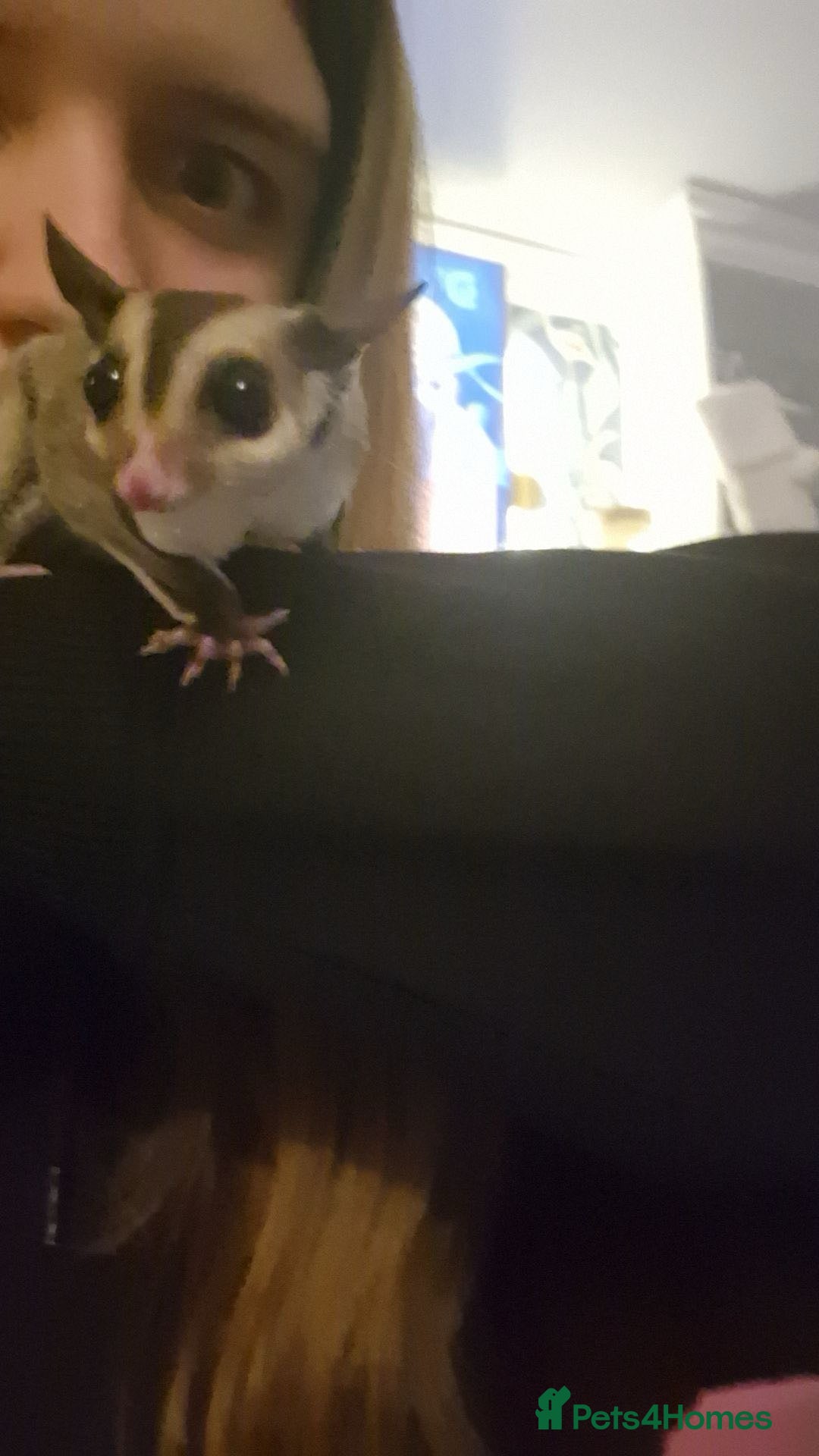 Sugar Glider rodents for sale: 2 female sugar gliders for sale - Image 7