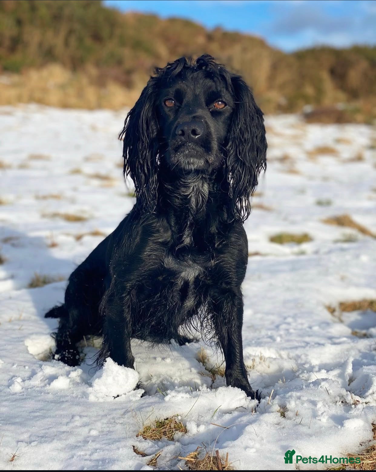 Cocker Spaniel dogs Cocker spaniel puppies  - Advert 1