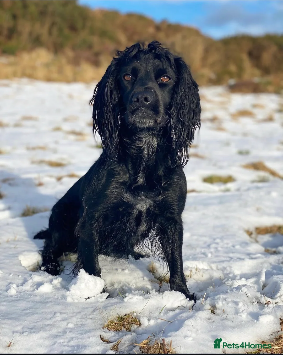 Cocker Spaniel dogs for sale: Cocker spaniel puppies  - Advert 1