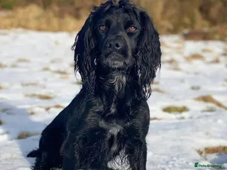 Cocker Spaniel dogs Cocker spaniel puppies - Advert 2