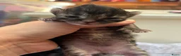 British Longhair cats for sale: Stunning Fluffy Tabby Longhaired  - Advert 14