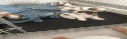 Shih Tzu dogs for sale: Hello shih tzu puppies  - Advert 4