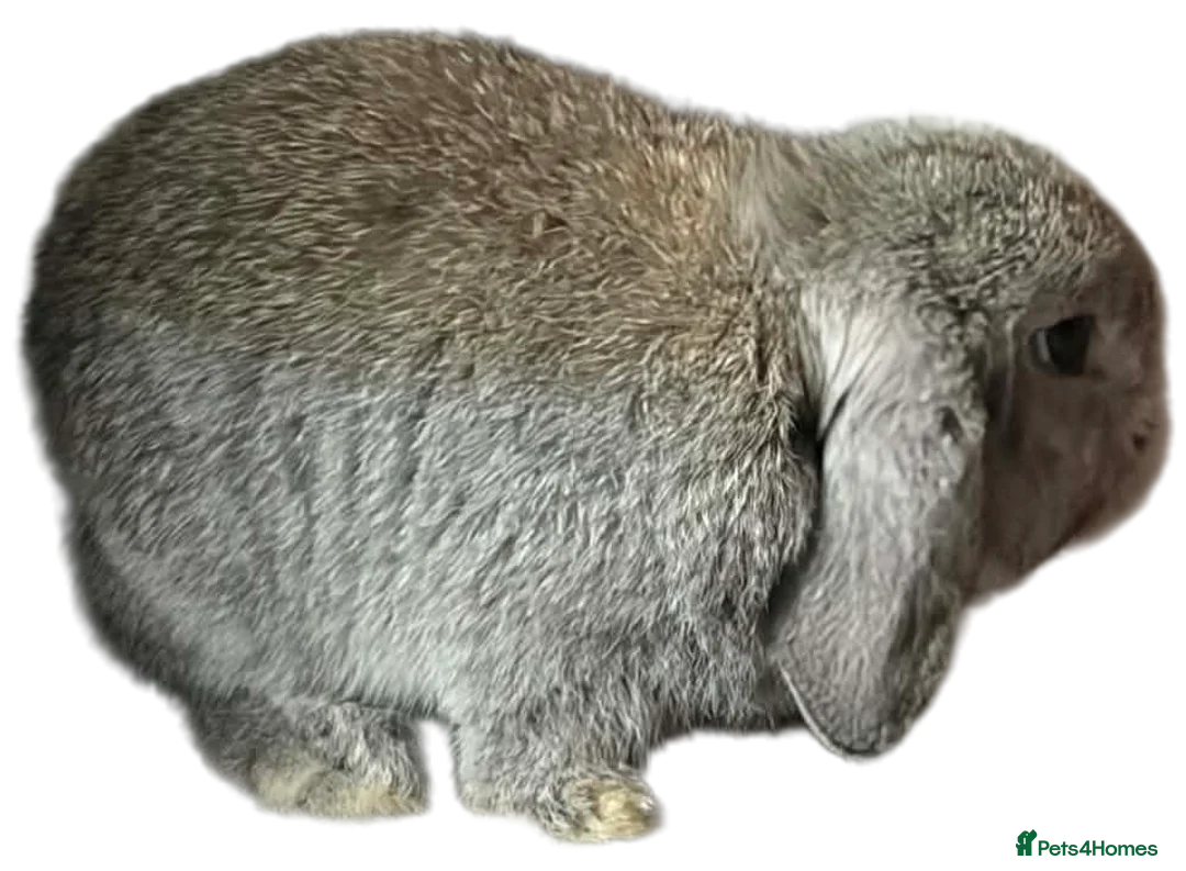 Mini Lop rabbits for sale: Mini lop  - Advert 2