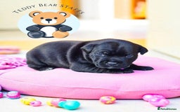 Staffordshire Bull Terrier dogs for sale: TEDDY BEAR STAFFS 🧸 NOW AVAILABLE 😍😍 - Image 5