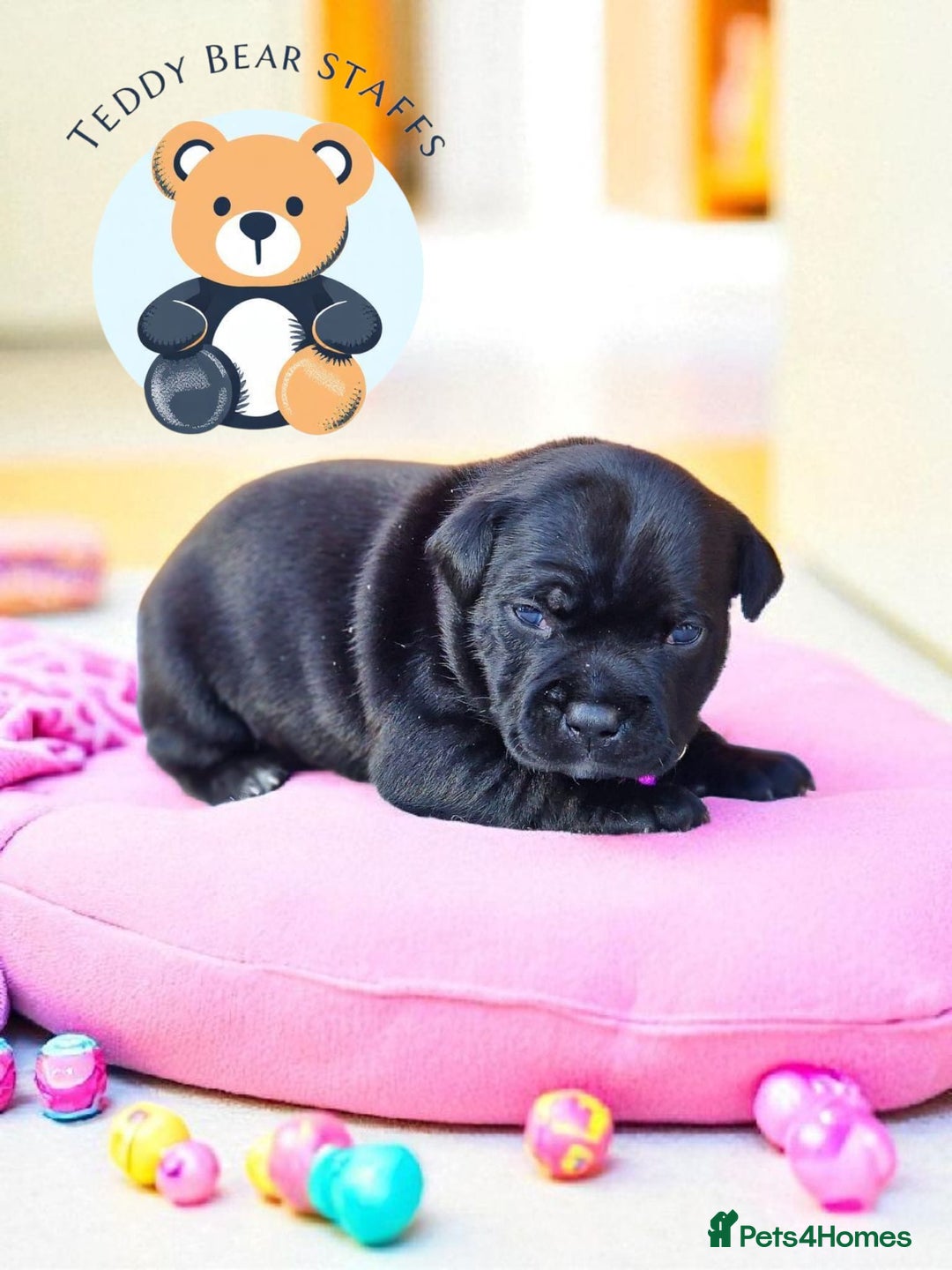 Staffordshire Bull Terrier dogs for sale: TEDDY BEAR STAFFS 🧸 NOW AVAILABLE 😍😍 - Image 5