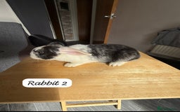 Mixed Breed rabbits for sale: Mixed breed - Image 5
