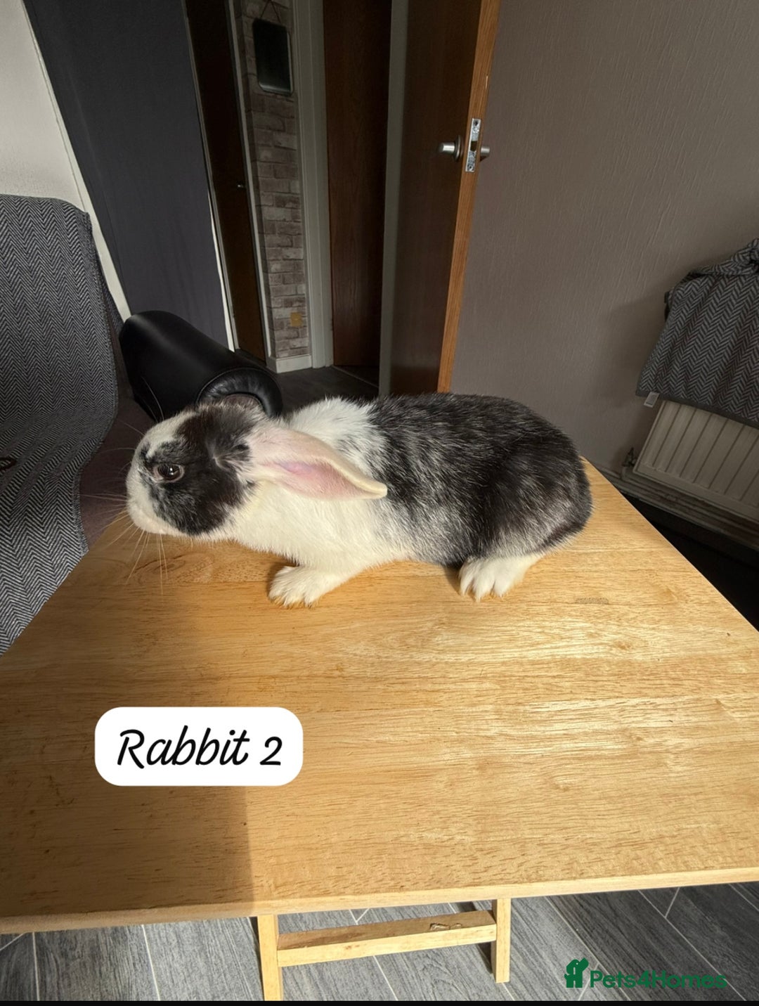 Mixed Breed rabbits for sale: Mixed breed - Image 5