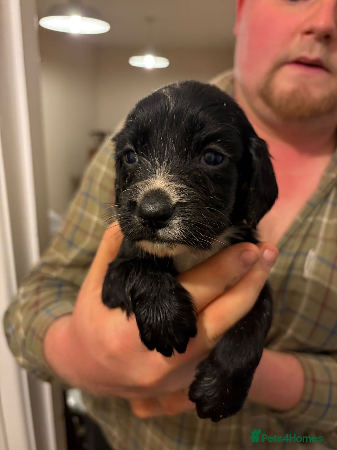 Sprocker dogs for sale: Sprocker spaniel puppies  - Image 4