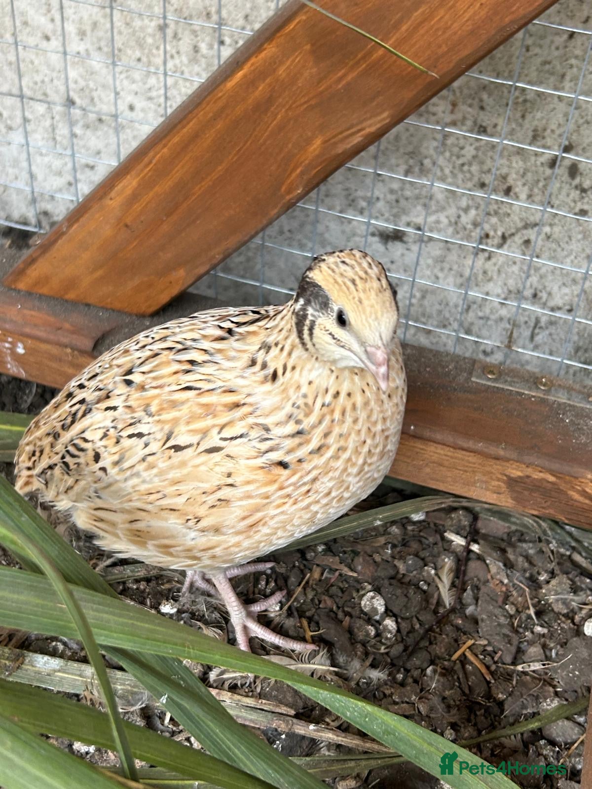 Quail poultry Point of lay Coturnix quail   - Advert 1