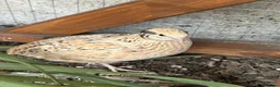Quail poultry for sale: Point of lay Coturnix quail   - Advert 1