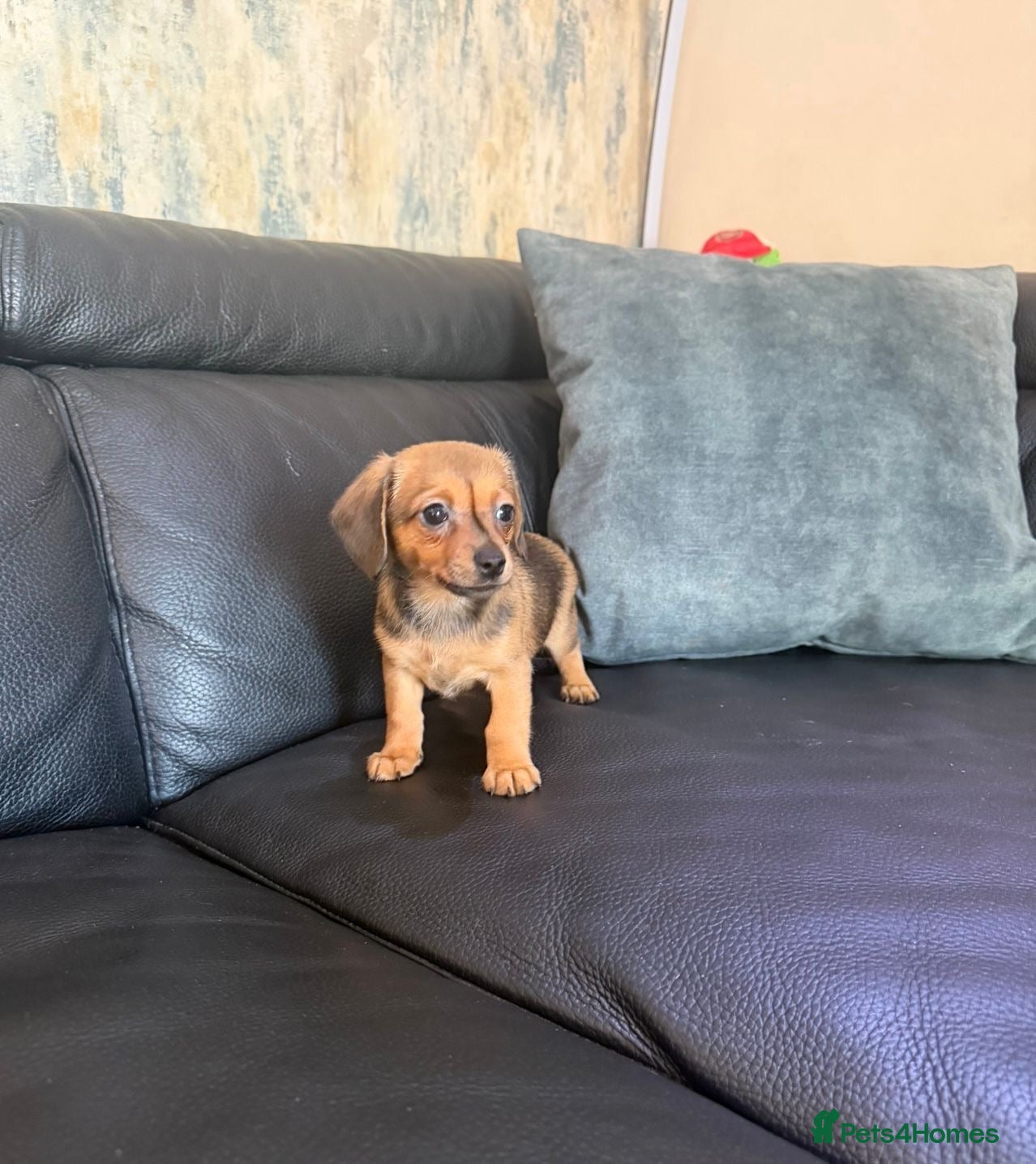 Mixed Breed dogs Adorable Pomerania x miniature Dachshund Puppies  - Advert 2