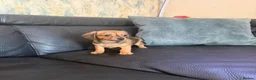 Mixed Breed dogs for sale: Adorable Pomerania x miniature Dachshund Puppies  - Advert 2
