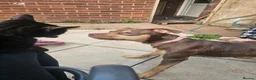 Mixed Breed dogs for sale: Rottweiler x bully - Advert 5