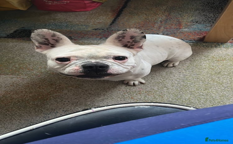 French Bulldog dogs - Advert 1