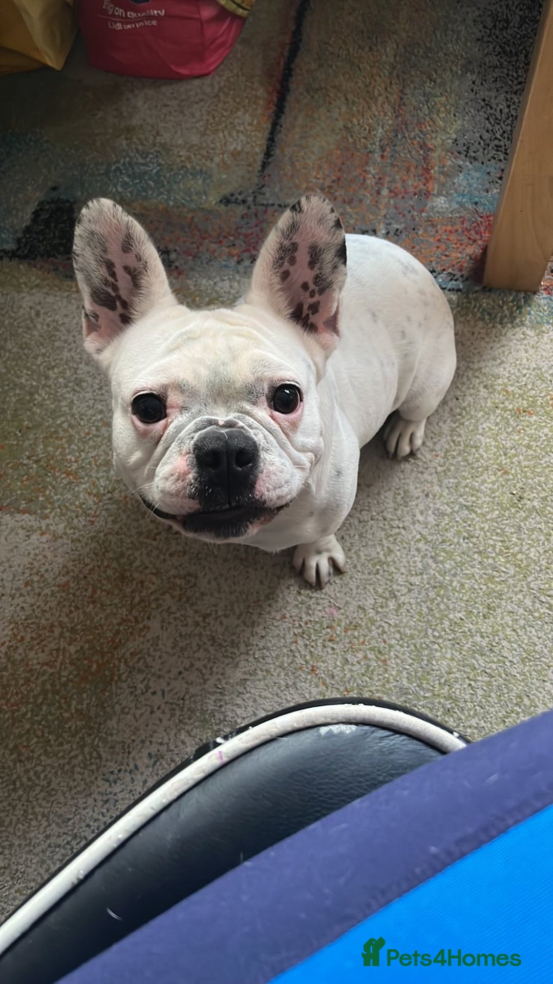 French Bulldog dogs for sale: Molly - Image 1