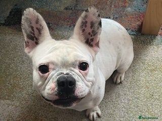 French Bulldog dogs - Advert 2