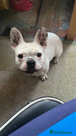 French Bulldog dogs - Advert 7