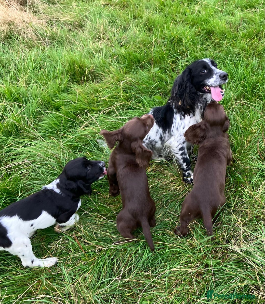 Cocker Spaniel dogs for sale: Cocker spaniel pups - Image 3