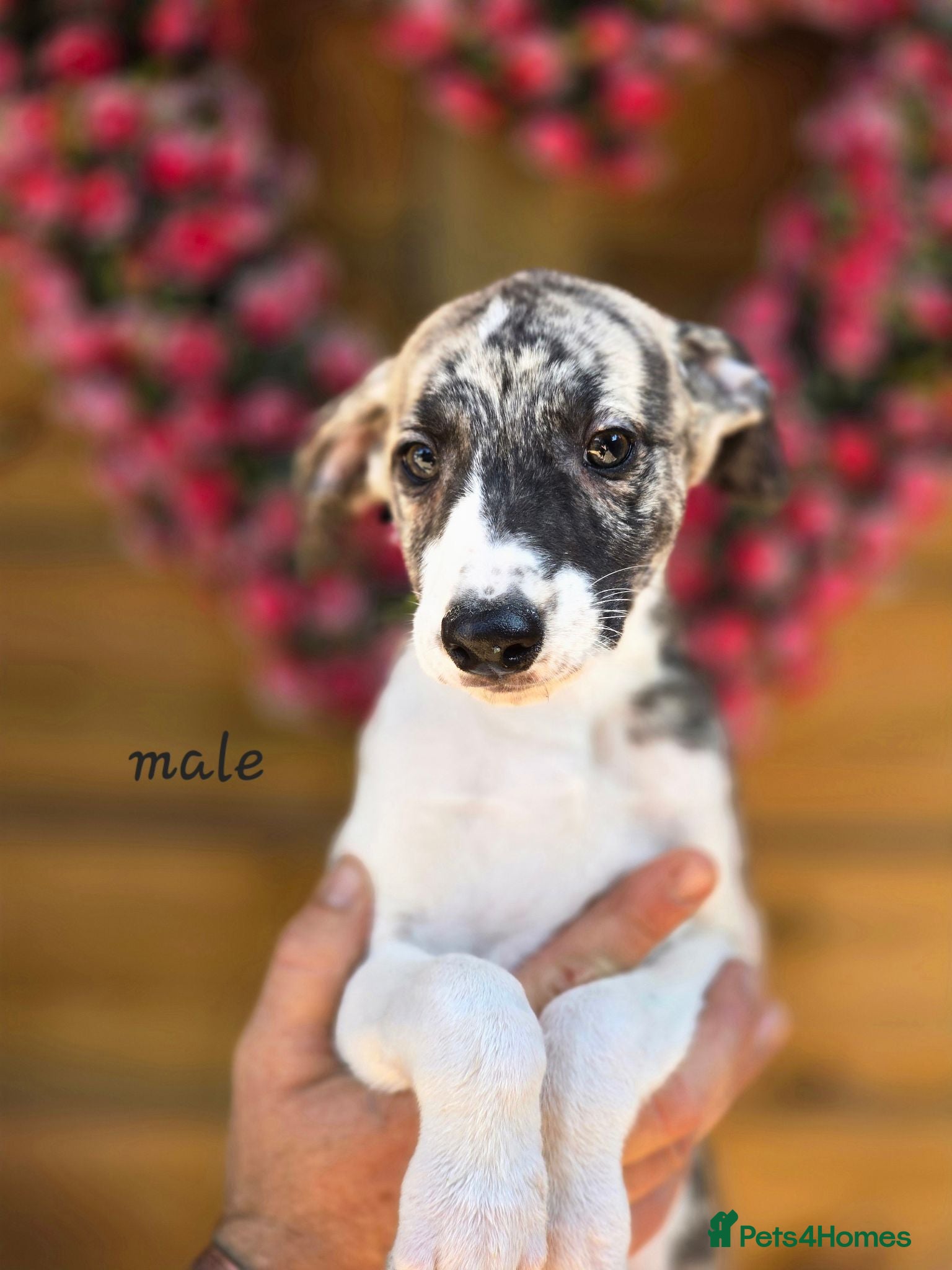Mixed Breed dogs Whippet cross greyhound  - Advert 5
