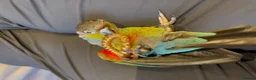 Conures birds for sale: Silly Tame Crimsonbellied Conure - Advert 6