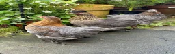 Chickens poultry for sale: 2 Pekin bantam & 1 silkie cross  - Advert 7