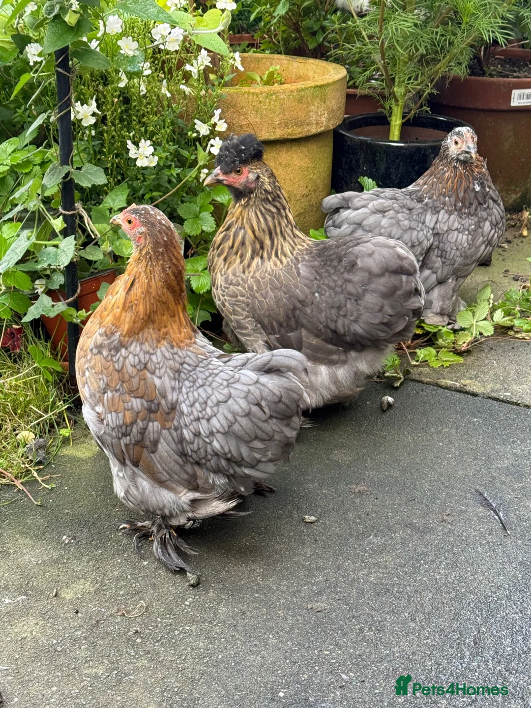Chickens poultry for sale: 2 Pekin bantam & 1 silkie cross  - Advert 7