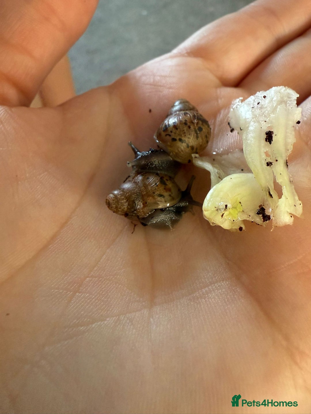 Snails invertebrates for sale: African landsnails - Image 2