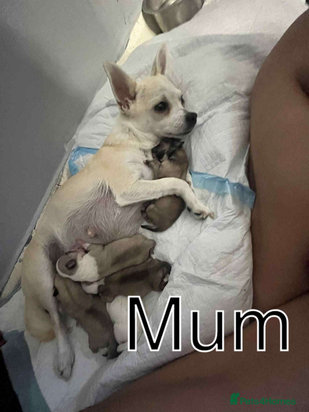 Chihuahua dogs for sale: Beautiful Chihuahua - Image 9