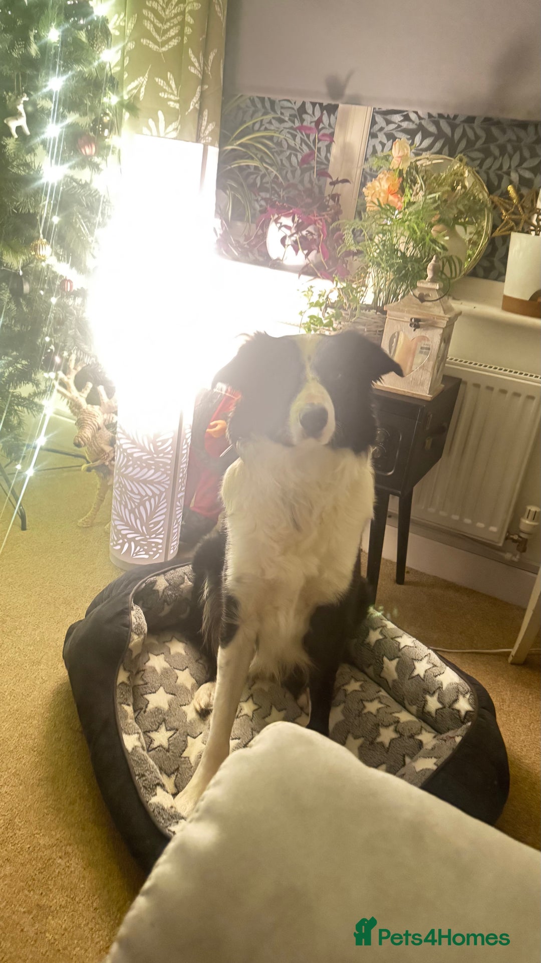 Border Collie dogs for sale: MAX 3.5 years old male - Image 2