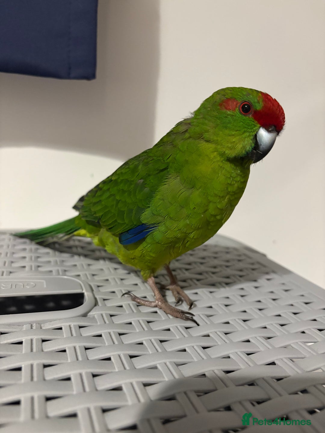 Mixed Breed birds for sale: Kakariki male  - Advert 1