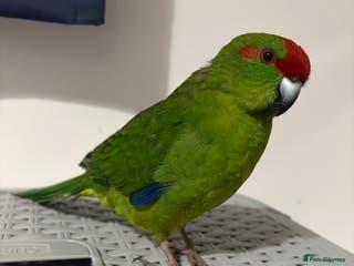 Mixed Breed birds Kakariki male - Advert 2