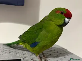 Mixed Breed birds Kakariki male - Advert 4