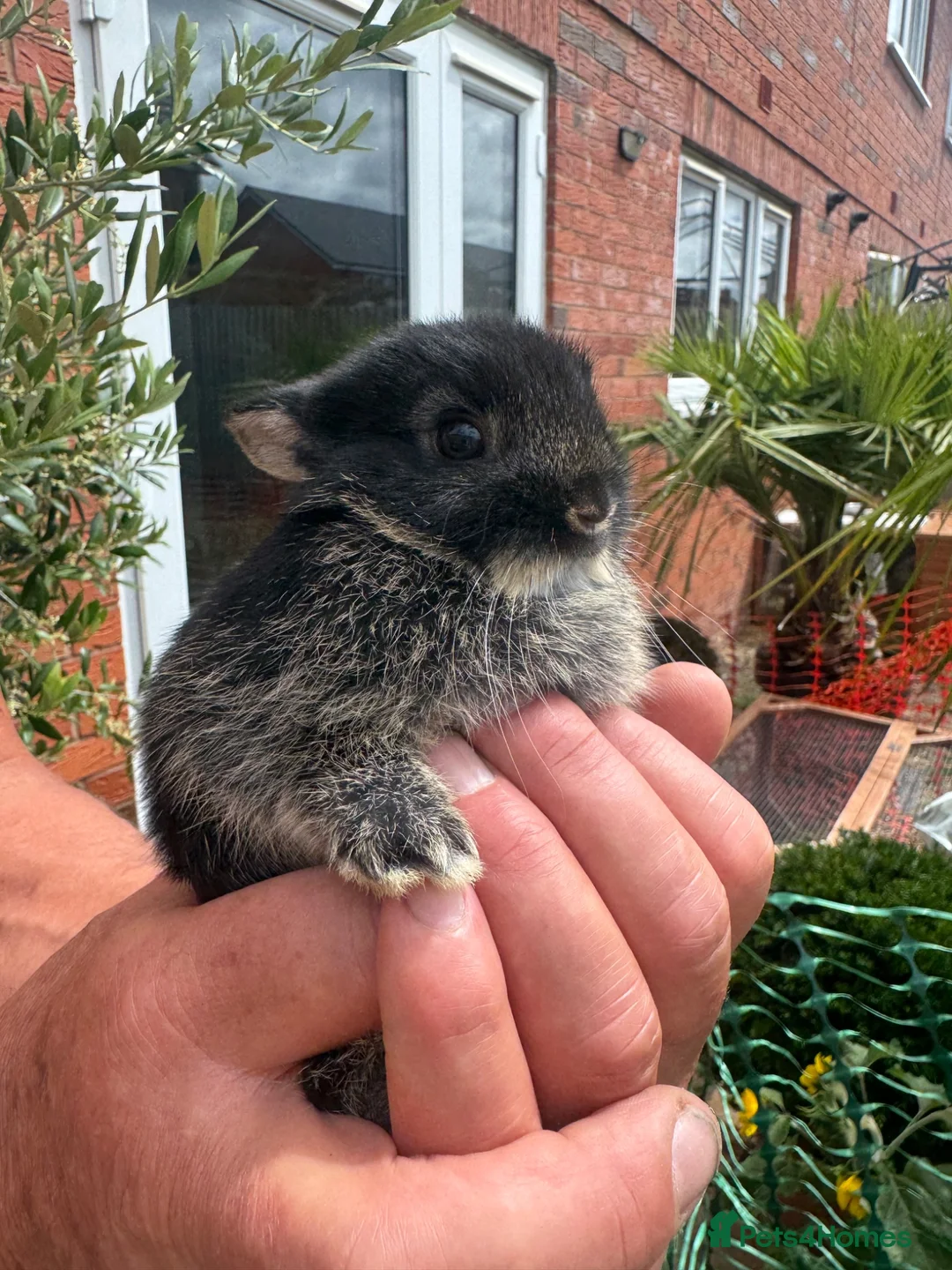 Netherland Dwarf rabbits for sale: Adorable Netherland Dwarf rabbits  - Advert 1