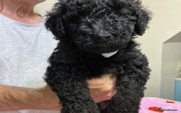 Standard Poodle dogs for sale: Stunning Standard poodles  in Loughborough - Image 28