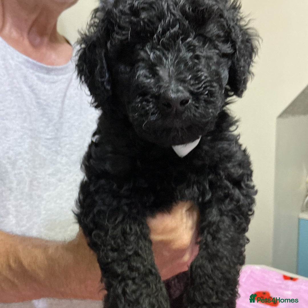 Standard Poodle dogs for sale: Stunning Standard poodles  in Loughborough - Image 28