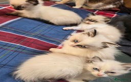 Ragdoll cats for sale:  ragdoll kittens parents gccf registered  - Image 23